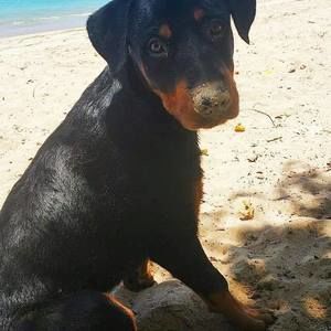 Meet your Posher, Krono